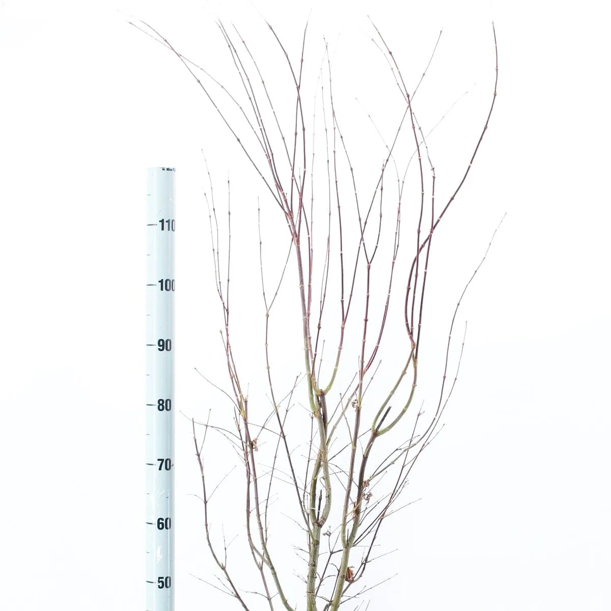 Acer Palmatum Atropurpureum 32cm Pot 110cm Shrub Plant
