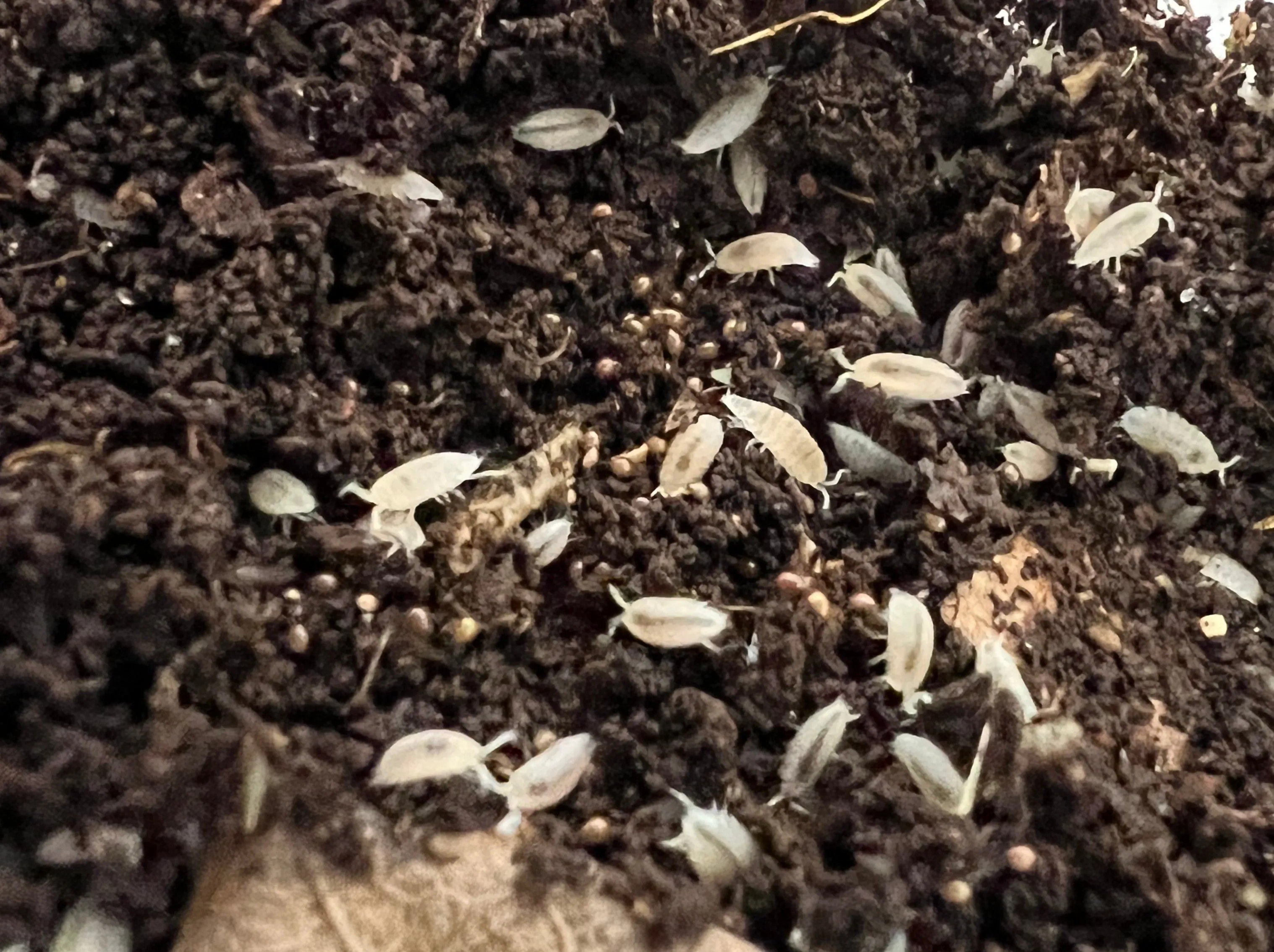 Dwarf White Isopods
