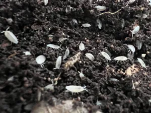 Dwarf White Isopods