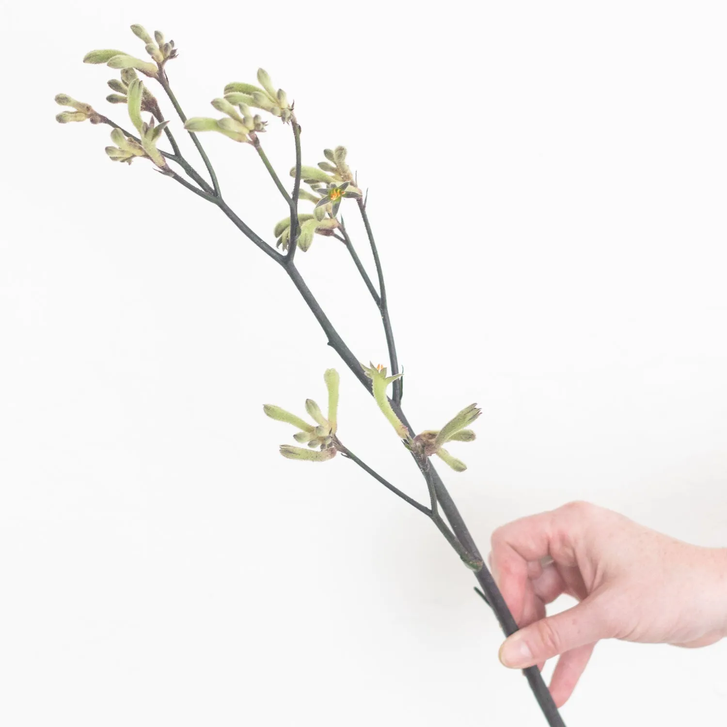 Kangaroo Paw - Green