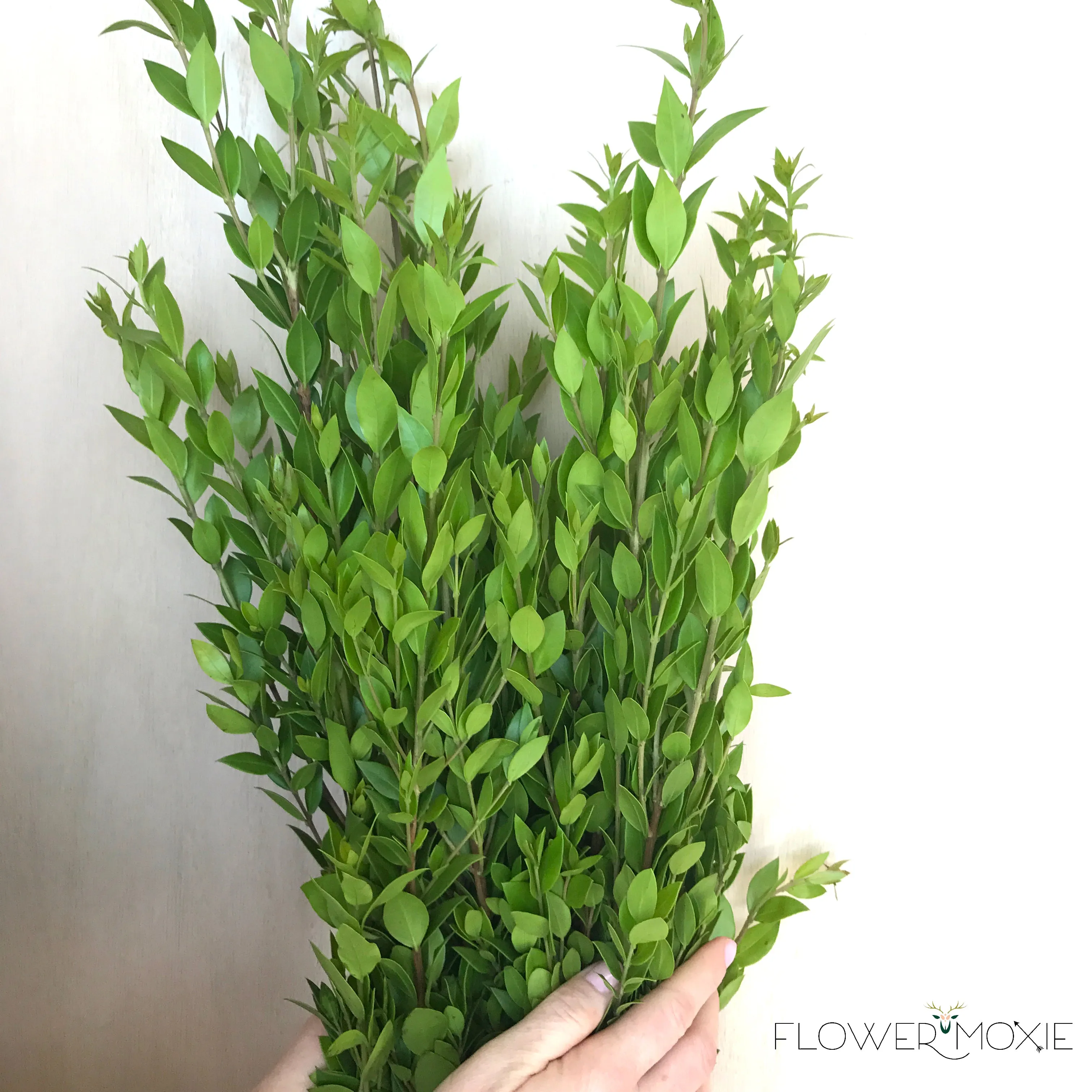 Myrtle Greenery