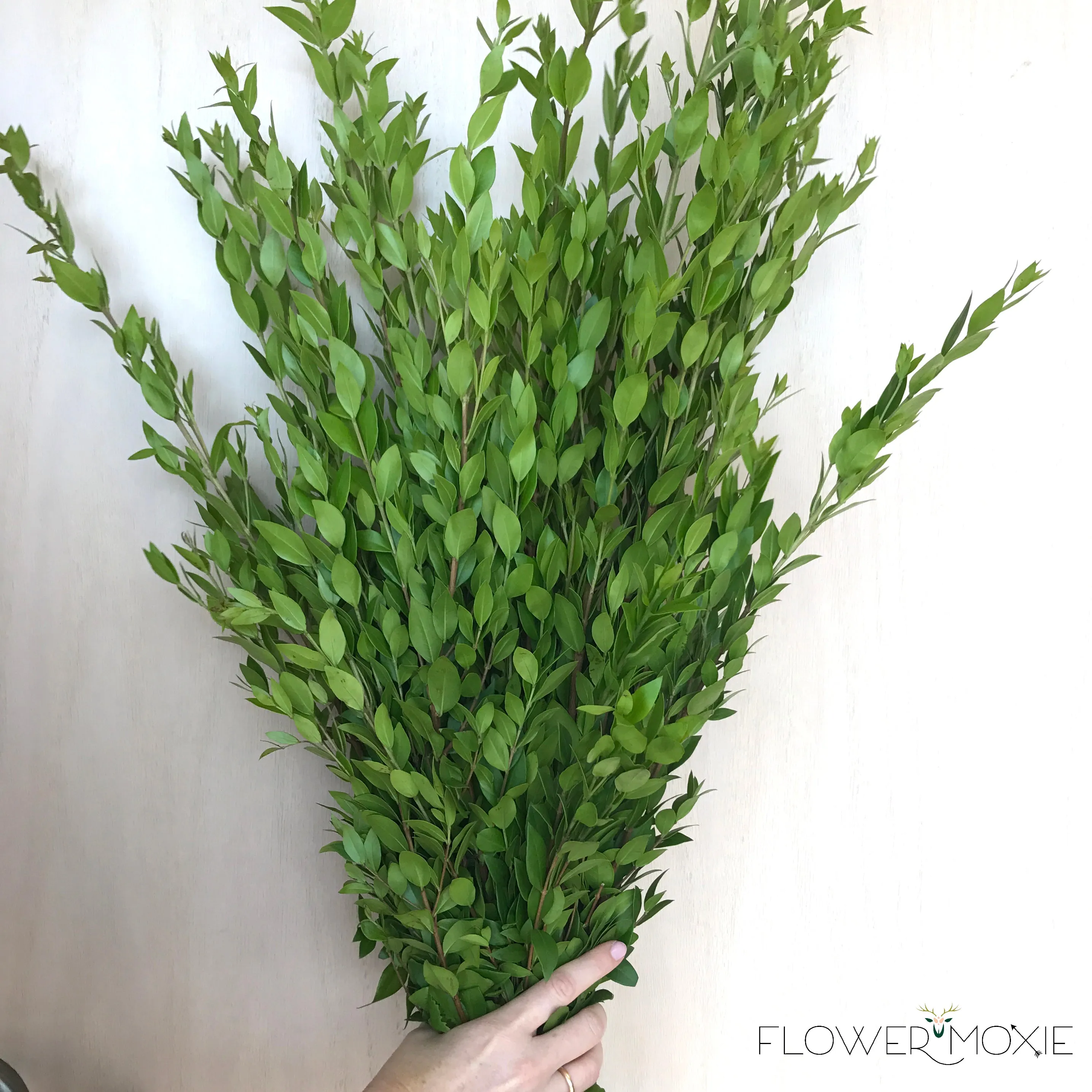 Myrtle Greenery