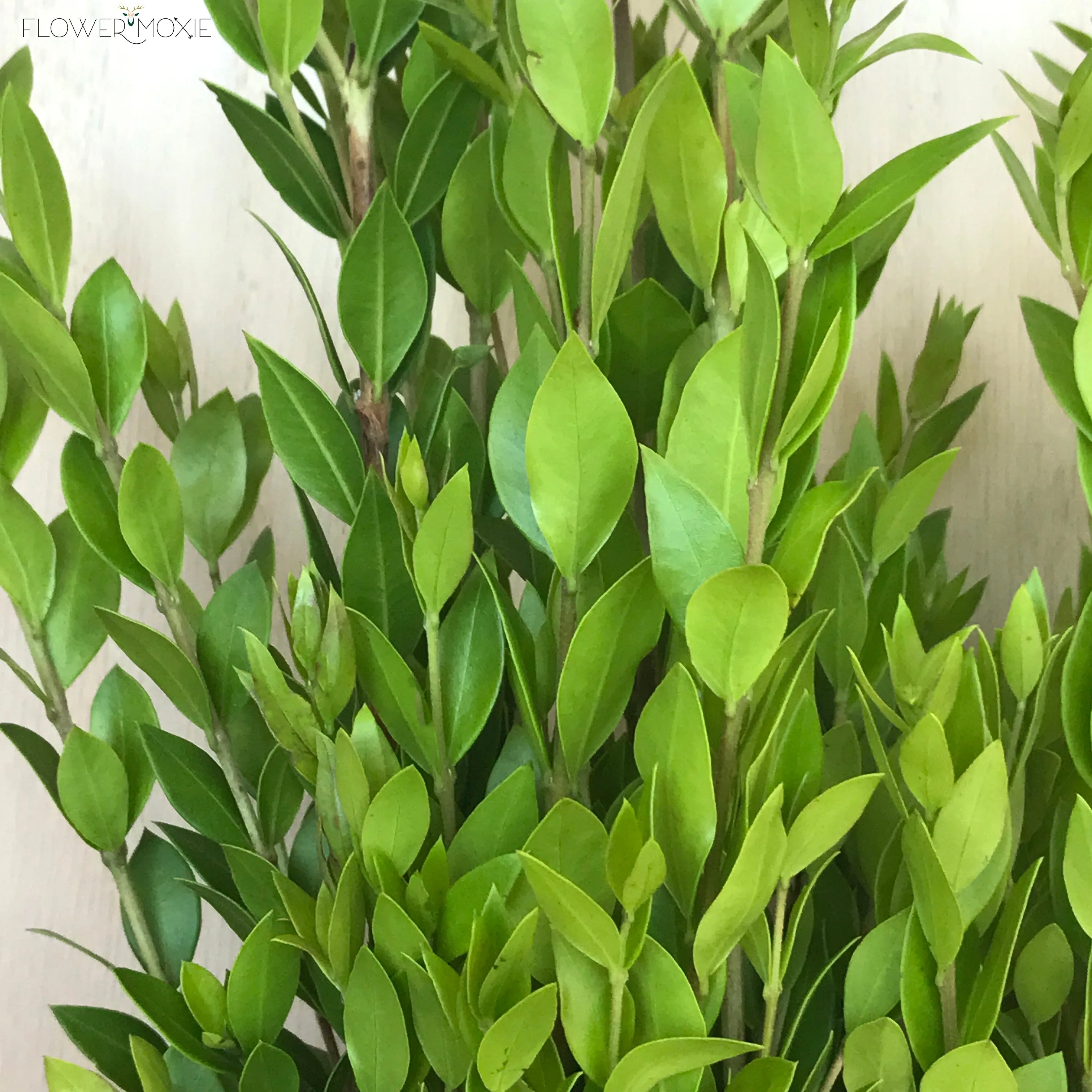 Myrtle Greenery