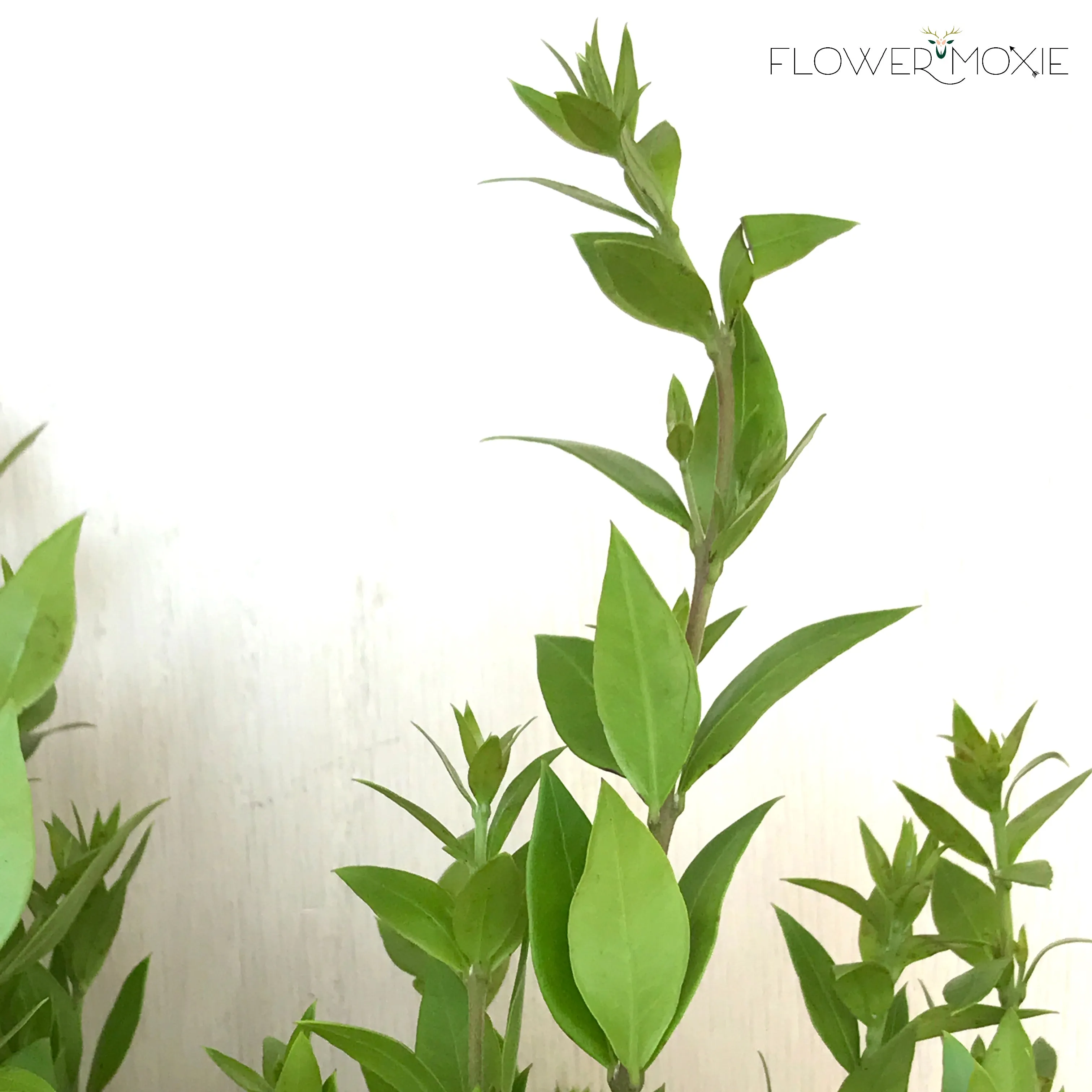 Myrtle Greenery