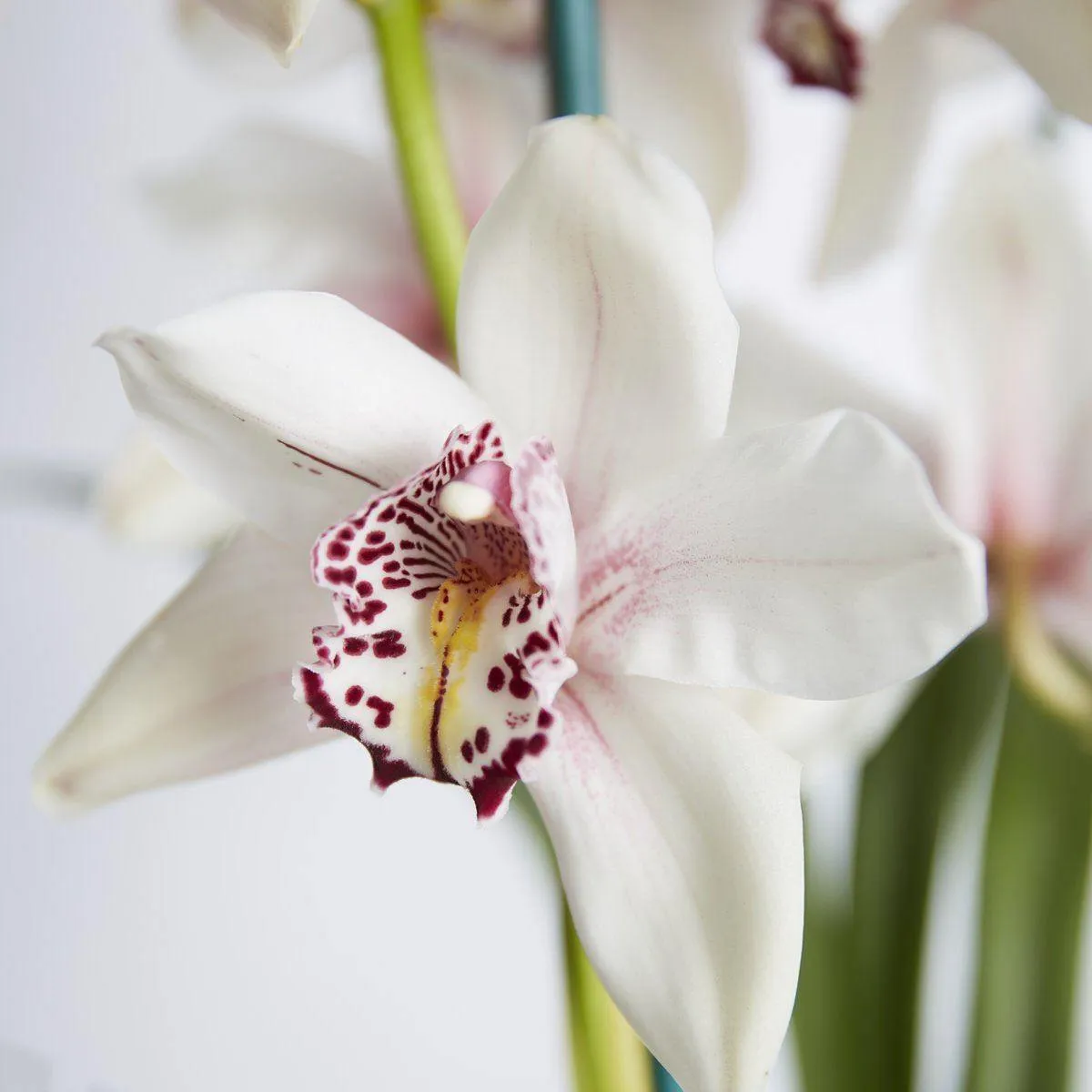 Two Spiked Cymbidium Orchids