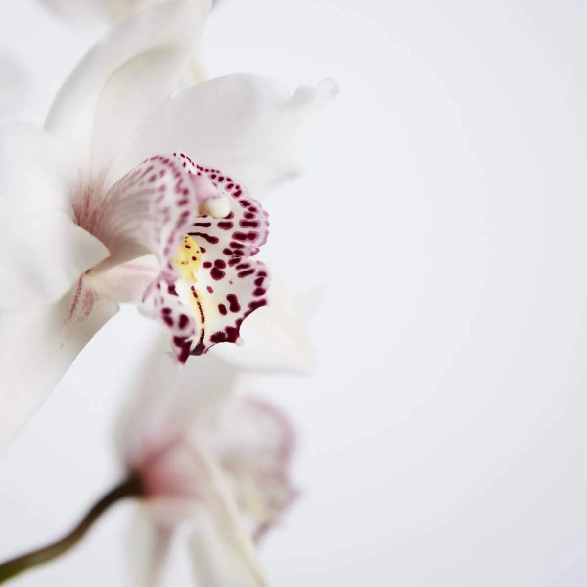 Two Spiked Cymbidium Orchids